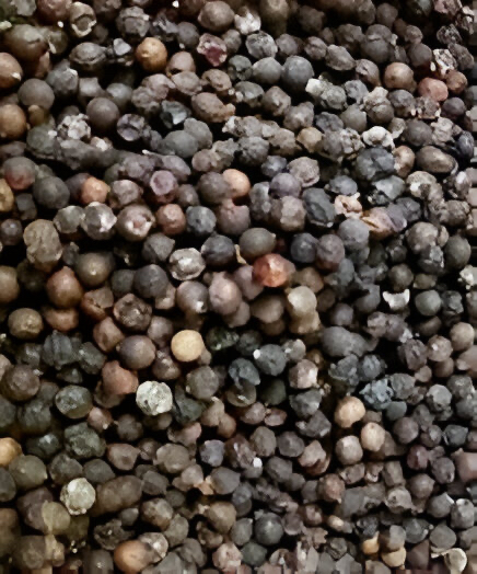 Black Pepper